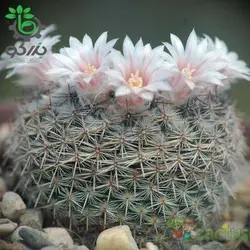 بذر کاکتوس مامیلاریا آرروینسیس (MAMMILLARIA arroyensis Rep 1054)