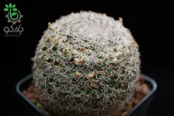 بذر کاکتوس مامیلاریا آرروینسیس (MAMMILLARIA arroyensis Rep 1054)
