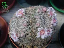 بذر کاکتوس مامیلاریا آرروینسیس (MAMMILLARIA arroyensis Rep 1054)