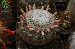 بذر کاکتوس مامیلاریا آرروینسیس (MAMMILLARIA arroyensis Rep 1054)