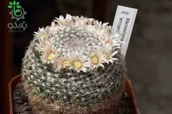 بذر کاکتوس مامیلاریا آرروینسیس (MAMMILLARIA arroyensis Rep 1054)