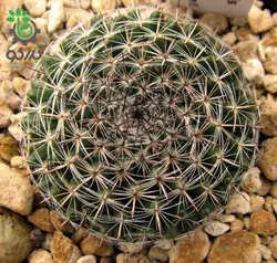 بذر کاکتوس مامیلاریا آرروینسیس (MAMMILLARIA arroyensis Rep 1054)