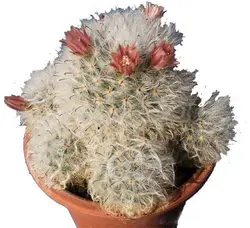 بذر کاکتوس مامیلاریا بوکاسانا یا گلوله برفی (MAMMILLARIA bocasana)