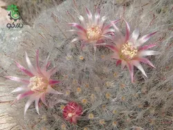 بذر کاکتوس مامیلاریا بوکاسانا یا گلوله برفی (MAMMILLARIA bocasana)