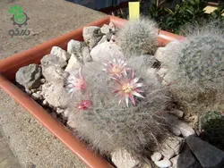بذر کاکتوس مامیلاریا بوکاسانا یا گلوله برفی (MAMMILLARIA bocasana)