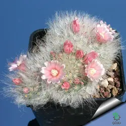 بذر کاکتوس مامیلاریا بوکاسانا یا گلوله برفی (MAMMILLARIA bocasana)