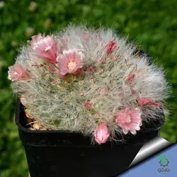 بذر کاکتوس مامیلاریا بوکاسانا یا گلوله برفی (MAMMILLARIA bocasana)