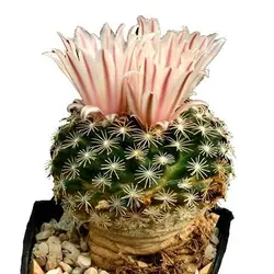 بذر کاکتوس مامیلاریا کواهیلنس (Mammilaria coahuilense)