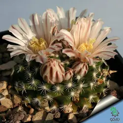 بذر کاکتوس مامیلاریا کواهیلنس (Mammilaria coahuilense)