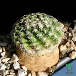 بذر کاکتوس مامیلاریا کواهیلنس (Mammilaria coahuilense)