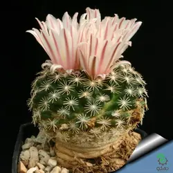 بذر کاکتوس مامیلاریا کواهیلنس (Mammilaria coahuilense)