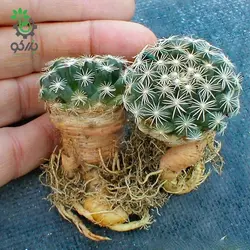 بذر کاکتوس مامیلاریا کواهیلنس (Mammilaria coahuilense)