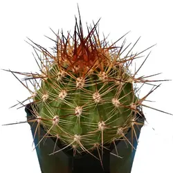 بذر کاکتوس زیبای سوئهرنسیا لوبیویا فورموسا (SOEHRENSIA Lobivia formosa)