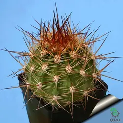 بذر کاکتوس زیبای سوئهرنسیا لوبیویا فورموسا (SOEHRENSIA Lobivia formosa)