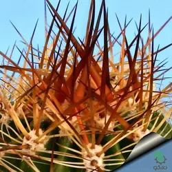 بذر کاکتوس زیبای سوئهرنسیا لوبیویا فورموسا (SOEHRENSIA Lobivia formosa)