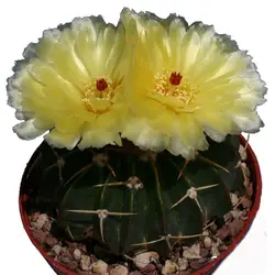 بذر کاکتوس ویجینسیا مالاکوکارپوس میکس (WIGGINSIA Malacocarpus Mischung)