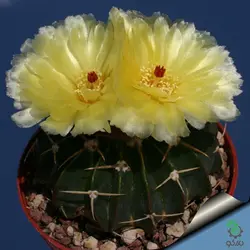 بذر کاکتوس ویجینسیا مالاکوکارپوس میکس (WIGGINSIA Malacocarpus Mischung)