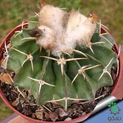 بذر کاکتوس ویجینسیا مالاکوکارپوس میکس (WIGGINSIA Malacocarpus Mischung)