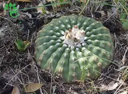 بذر کاکتوس ویجینسیا مالاکوکارپوس میکس (WIGGINSIA Malacocarpus Mischung)