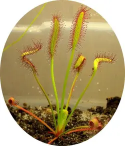 بذر گیاه گوشتخوار دروزرا دماغه یا دروزرا کپنسیس جیانت (DROSERA Sonnentau capensis v giant)