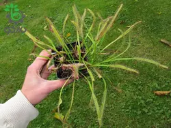 بذر گیاه گوشتخوار دروزرا دماغه یا دروزرا کپنسیس جیانت (DROSERA Sonnentau capensis v giant)