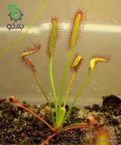 بذر گیاه گوشتخوار دروزرا دماغه یا دروزرا کپنسیس جیانت (DROSERA Sonnentau capensis v giant)