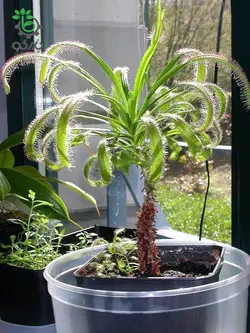 بذر گیاه گوشتخوار دروزرا دماغه یا دروزرا کپنسیس جیانت (DROSERA Sonnentau capensis v giant)