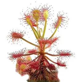 بذر گیاه گوشتخوار دروزرا یا دروسرا سن ننتایو نیمه گرمسیری (DROSERA Sonnentau Mischung subtropical)
