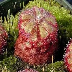بذر گیاه گوشتخوار دروزرا یا دروسرا سن ننتایو نیمه گرمسیری (DROSERA Sonnentau Mischung subtropical)