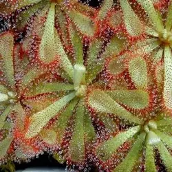 بذر گیاه گوشتخوار دروزرا یا دروسرا سن ننتایو نیمه گرمسیری (DROSERA Sonnentau Mischung subtropical)