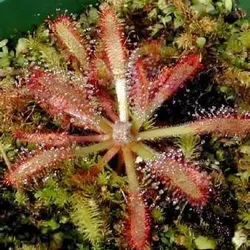بذر گیاه گوشتخوار دروزرا یا دروسرا سن ننتایو نیمه گرمسیری (DROSERA Sonnentau Mischung subtropical)