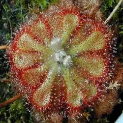 بذر گیاه گوشتخوار دروزرا یا دروسرا سن ننتایو نیمه گرمسیری (DROSERA Sonnentau Mischung subtropical)