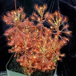 بذر گیاه گوشتخوار دروزرا یا دروسرا سن ننتایو نیمه گرمسیری (DROSERA Sonnentau Mischung subtropical)