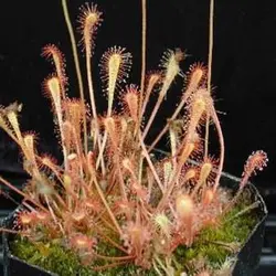 بذر گیاه گوشتخوار دروزرا یا دروسرا سن ننتایو نیمه گرمسیری (DROSERA Sonnentau Mischung subtropical)