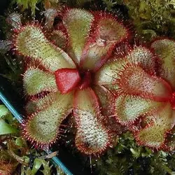 بذر گیاه گوشتخوار دروزرا یا دروسرا سن ننتایو نیمه گرمسیری (DROSERA Sonnentau Mischung subtropical)