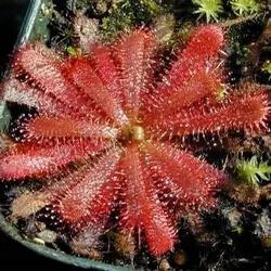 بذر گیاه گوشتخوار دروزرا یا دروسرا سن ننتایو نیمه گرمسیری (DROSERA Sonnentau Mischung subtropical)