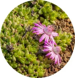 بذر گیاه کمیاب آنتیمیما پیگمایا (Antimima pygmaea)