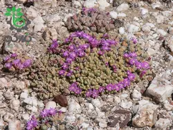 بذر گیاه کمیاب آنتیمیما پیگمایا (Antimima pygmaea)