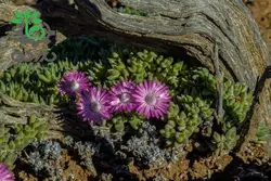 بذر گیاه کمیاب آنتیمیما پیگمایا (Antimima pygmaea)