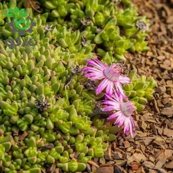 بذر گیاه کمیاب آنتیمیما پیگمایا (Antimima pygmaea)