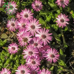 بذر گیاه کمیاب آنتیمیما پیگمایا (Antimima pygmaea)