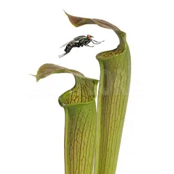 بذر گیاه گوشت خوار ساراسنیا شولاکفلانزه روبرا (Sarracenia Schlauchpflanze rubra)