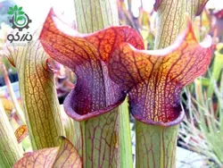 بذر گیاه گوشت خوار ساراسنیا شولاکفلانزه روبرا (Sarracenia Schlauchpflanze rubra)
