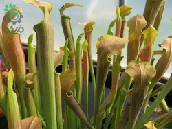 بذر گیاه گوشت خوار ساراسنیا شولاکفلانزه روبرا (Sarracenia Schlauchpflanze rubra)