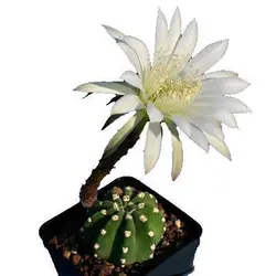 بذر کاکتوس اچینوپسیس سابدنوداتا (Echinopsis subdenudata)