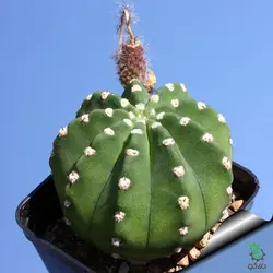 بذر کاکتوس اچینوپسیس سابدنوداتا (Echinopsis subdenudata)