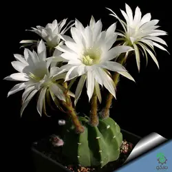 بذر کاکتوس اچینوپسیس سابدنوداتا (Echinopsis subdenudata)