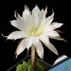 بذر کاکتوس اچینوپسیس سابدنوداتا (Echinopsis subdenudata)