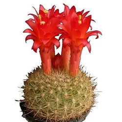 بذر کاکتوس ماتوکانا هاینی (Matucana haynei)