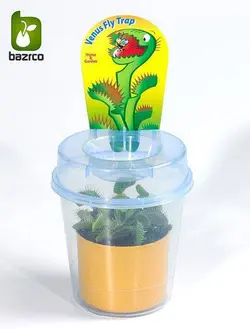 گیاه ونوس گوشت خوار 2ساله (حشره خوار) Venus Fly Trap